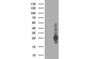 Western Blotting (WB) image for anti-Chromosome X Open Reading Frame 26 (CXorf26) antibody (ABIN1497689) (CXorf26 anticorps)