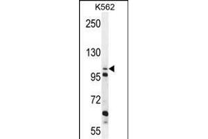 C4orf21 Antibody (N-term) (ABIN655214 and ABIN2850480) western blot analysis in K562 cell line lysates (35 μg/lane). (ZGRF1 anticorps  (N-Term))