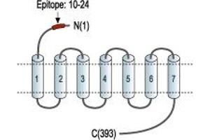 anti-Prokineticin Receptor 1 (PROKR1) (AA 10-24), (Extracellular), (N-Term) antibody