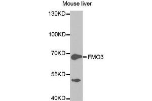 Western Blotting (WB) image for anti-Flavin Containing Monooxygenase 3 (FMO3) antibody (ABIN1872708) (FMO3 anticorps)