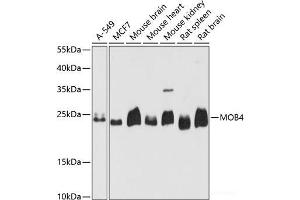 Western blot analysis of extracts of various cell lines using MOB4 Polyclonal Antibody at dilution of 1:3000. (MOBKL3 anticorps)