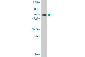 Western Blot detection against Immunogen (58.