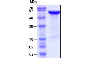 SDS-PAGE (SDS) image for Reticulocalbin 1, EF-Hand Calcium Binding Domain (RCN1) (AA 30-331) protein (His tag) (ABIN667181)