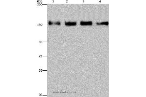 Western blot analysis of 293T, Hela, A172 and A549 cell, using GOLGA2 Polyclonal Antibody at dilution of 1:300 (Golgin A2 (GOLGA2) anticorps)