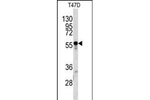 Western blot analysis of A1BG antibody (C-term) (ABIN391490 and ABIN2841457) in T47D cell line lysates (35 μg/lane). (A1BG anticorps  (C-Term))