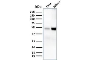 Western Blot Analysis of human liver and spleen tissue lysates using CD209 Mouse Monoclonal Antibody (C209/1781). (DC-SIGN/CD209 anticorps)
