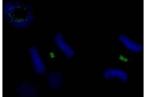 Immunofluorescence (IF) image for anti-Polo-Like Kinase 1 (PLK1) (AA 325-375) antibody (ABIN7448393)