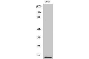 Western Blotting (WB) image for anti-Mitochondrial Ribosomal Protein S21 (MRPS21) (Internal Region) antibody (ABIN3185677)