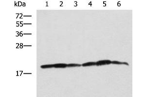 Western blot analysis of 293T K562 and HepG2 cell lysates using BLOC1S6 Polyclonal Antibody at dilution of 1:650 (Pallidin anticorps)