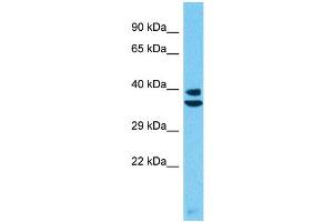 Western Blotting (WB) image for anti-Protease, Serine, 55 (PRSS55) (C-Term) antibody (ABIN2774576) (PRSS55 anticorps  (C-Term))