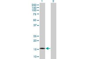 Western Blot analysis of NXT1 expression in transfected 293T cell line by NXT1 MaxPab polyclonal antibody. (NXT1 anticorps  (AA 1-140))