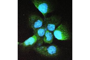 IF analysis of ADH5 using anti-ADH5 antibody (ABIN4886429). (ADH5 anticorps  (AA 212-374))