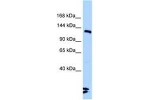 Image no. 1 for anti-Ligase III, DNA, ATP-Dependent (LIG3) (AA 930-979) antibody (ABIN6748213) (LIG3 anticorps  (AA 930-979))