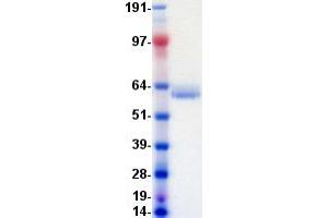 Validation with Western Blot