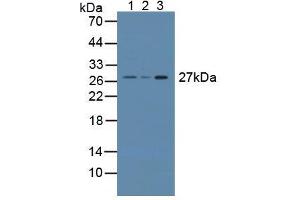 Figure. (CRISP1 anticorps  (AA 20-244))