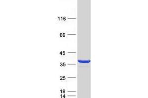 Validation with Western Blot