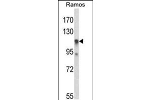 Western blot analysis of C11orf30 Antibody in Ramos cell line lysates (35ug/lane) (EMSY anticorps  (N-Term))