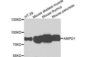 Western blot analysis of extracts of various cell lines, using AMPD1 antibody (ABIN5995393) at 1/1000 dilution. (AMPD1 anticorps)