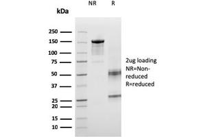 SDS-PAGE Analysis Purified ICOS-L Mouse Monoclonal Antibody (ICOSL/3260). (ICOSLG anticorps  (AA 23-149))