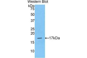 Western Blotting (WB) image for anti-Histone Cluster 2, H3a (HIST2H3A) (AA 1-136) antibody (ABIN1859167) (HIST2H3A anticorps  (AA 1-136))