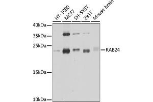 Western blot analysis of extracts of various cell lines, using R antibody (ABIN6132225, ABIN6146561, ABIN6146562 and ABIN6224440) at 1:1000 dilution. (RAB24 anticorps  (AA 1-203))