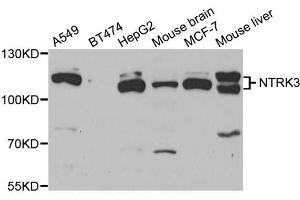 Western blot analysis of extracts of various cell lines, using NTRK3 antibody. (NTRK3 anticorps)