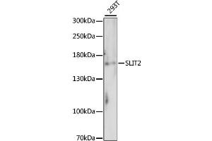 Western blot analysis of extracts of 293T cells, using SLIT2 antibody (ABIN6293578).
