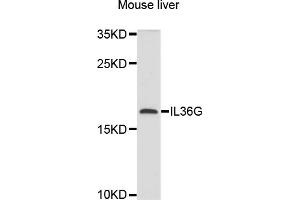 Western blot analysis of extracts of mouse liver, using IL36G antibody (ABIN6003861) at 1/1000 dilution. (IL1F9 anticorps)