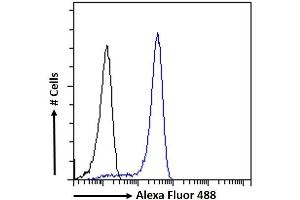 (ABIN6391384) Flow cytometric analysis of paraformaldehyde fixed HEK293 cells (blue line), permeabilized with 0.