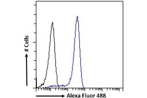 (ABIN6391384) Flow cytometric analysis of paraformaldehyde fixed HEK293 cells (blue line), permeabilized with 0. (SOX2 anticorps  (N-Term))