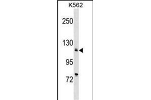 ATP2A2 Antibody (Center) (ABIN1538370 and ABIN2848666) western blot analysis in K562 cell line lysates (35 μg/lane).
