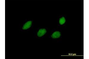 Immunofluorescence of purified MaxPab antibody to TCEAL4 on HeLa cell. (TCEAL4 anticorps  (AA 1-215))