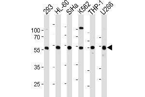 Western blot analysis in 293,HL-60,SiHa,K562,THP-1,U266 cell line lysates (35ug/lane). (YY1 anticorps  (N-Term))