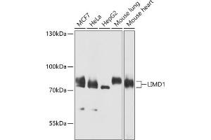 Western blot analysis of extracts of various cell lines, using LIMD1 antibody (ABIN7268259) at 1:1000 dilution. (LIMD1 anticorps  (AA 1-200))