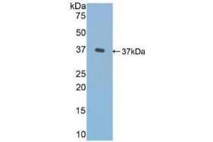 Western blot analysis of recombinant Human FN. (Fibronectin anticorps  (AA 313-607))