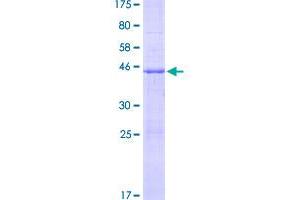 Image no. 1 for Tumor Necrosis Factor (Ligand) Superfamily, Member 12 (TNFSF12) (AA 1-134) protein (GST tag) (ABIN1323217)