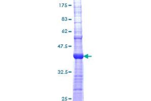 CHRNA5 Protein (AA 38-131) (GST tag)