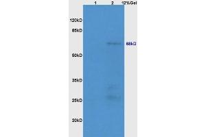 Lane 1: mouse lung lysates Lane 2: mouse embryo lysates probed with Anti NR1D1/REV-ERB alpha Polyclonal Antibody, Unconjugated (ABIN700854) at 1:200 in 4 °C.