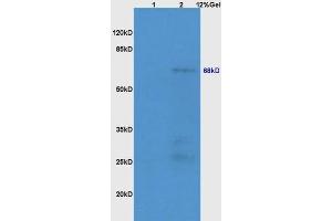Lane 1: mouse lung lysates Lane 2: mouse embryo lysates probed with Anti NR1D1/REV-ERB alpha Polyclonal Antibody, Unconjugated (ABIN700854) at 1:200 in 4 °C. (NR1D1 anticorps)