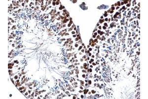 IHC-P Image PCNA antibody detects PCNA protein at nucleus on mouse testis by immunohistochemical analysis. (PCNA anticorps)