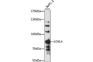 Western blot analysis of extracts of BxPC-3 cells, using LOXL4 antibody (ABIN6292380) at 1:3000 dilution.