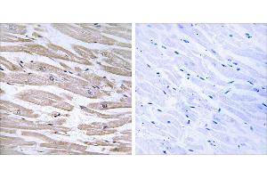 Peptide - + (DNAJB11 anticorps)