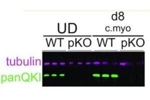 Western blot of protein extracted from NKX2.