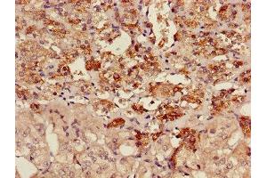 Immunohistochemistry of paraffin-embedded human adrenal gland tissue using ABIN7142910 at dilution of 1:100 (AKAP7 anticorps  (AA 1-81))