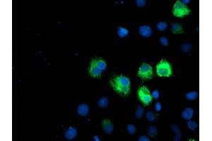 Anti-ILVBL mouse monoclonal antibody (ABIN2454702) immunofluorescent staining of COS7 cells transiently transfected by pCMV6-ENTRY ILVBL (RC203987). (ILVBL anticorps)