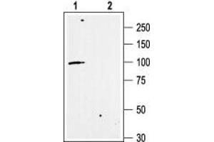 Western blot analysis of rat brain membranes: - 1.