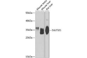 Western blot analysis of extracts of various cell lines, using SULT1E1 antibody (ABIN6129758, ABIN6148714, ABIN6148715 and ABIN6223332) at 1:1000 dilution. (SULT1E1 anticorps  (AA 140-294))