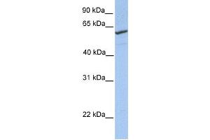 Western Blotting (WB) image for anti-RFT1 Homolog (RFT1) antibody (ABIN2459371) (RFT1 anticorps)