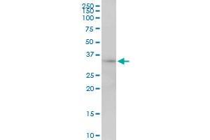 MRPL1 MaxPab polyclonal antibody.