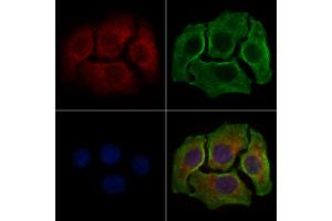 ABIN6258520 and ABIN6274742 staining HepG2 cells by IF/ICC. (MRPL44 anticorps)